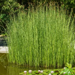 Jonc des chaisiers Jonc des tonneliers - Un bassin naturel en un geste