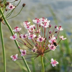 Jonc fleuri Butome en ombelle - La star rose de votre bassin