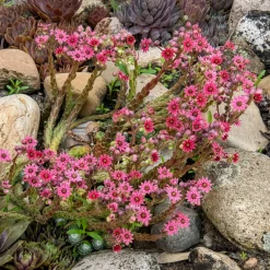 Joubarbe Chick Charms® Arctic white - Sempervivum - Vivante même à -33°C
