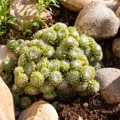 Joubarbe Chick Charms® Arctic white - Sempervivum - Vivante même à -33°C