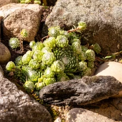 Joubarbe Chick Charms® Arctic white - Sempervivum - Vivante même à -33°C