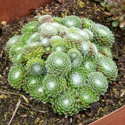 Joubarbe Chick Charms® Arctic white - Sempervivum - Vivante même à -33°C