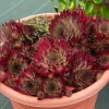Joubarbe Chick Charms® Butterscotch Baby - Sempervivum - Une rosette dorée sans effort