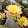 Joubarbe Chick Charms® Gold Nugget - Sempervivum - L'or du jardin sans effort