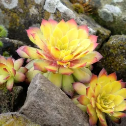 Joubarbe Chick Charms® Gold Nugget - Sempervivum - L'or du jardin sans effort