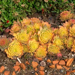Joubarbe Chick Charms® Gold Nugget - Sempervivum - L'or du jardin sans effort