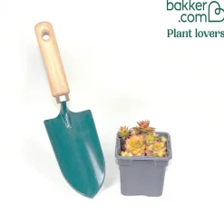 Joubarbe Chick Charms® Gold Nugget - Sempervivum - L'or du jardin sans effort