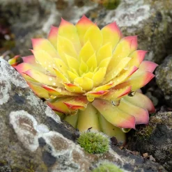 Joubarbe Chick Charms® Gold Nugget - Sempervivum - L'or du jardin sans effort