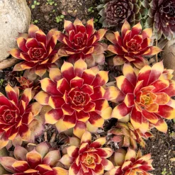 Joubarbe Chick Charms® Gold Nugget - Sempervivum - L'or du jardin sans effort