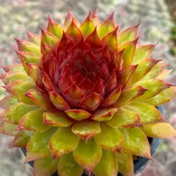 Joubarbe Chick Charms® Pineapple Paradise - Sempervivum - Couleurs vives sans arrosage