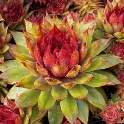 Joubarbe Chick Charms® Pineapple Paradise - Sempervivum - Couleurs vives sans arrosage