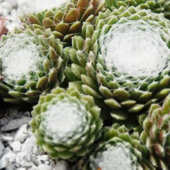 Joubarbe Chick Charms® - Sempervivum - Zéro arrosage, effet garanti
