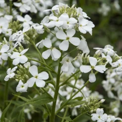Julienne des Dames à fleurs blanches - Un parfum du soir enivrant