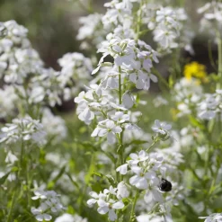 Julienne des Dames à fleurs blanches - Un parfum du soir enivrant