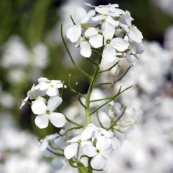 Julienne des Dames à fleurs blanches - Un parfum du soir enivrant