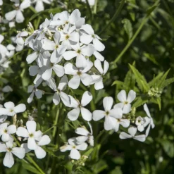 Julienne des Dames à fleurs blanches - Un parfum du soir enivrant