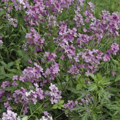 Julienne des Dames - Un parfum de soir au jardin