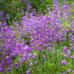 Julienne des Dames - Un parfum de soir au jardin