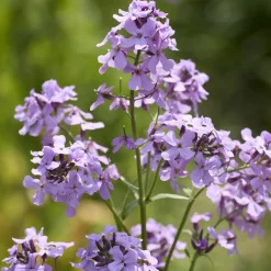 Julienne des Dames - Un parfum de soir au jardin