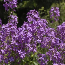 Julienne des Dames - Un parfum de soir au jardin