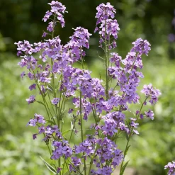 Julienne des Dames - Un parfum de soir au jardin