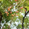 Kaki lotus - Plaqueminier lotier - Des petits fruits sucrés au jardin