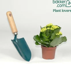 Kalanchoe jaune - Des fleurs jaunes sans effort