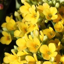 Kalanchoe jaune - Des fleurs jaunes sans effort