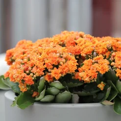 Kalanchoe orange - Fleurit sans effort