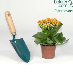 Kalanchoe orange - Fleurit sans effort