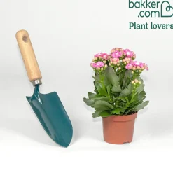 Kalanchoe rose - Des fleurs roses sans effort