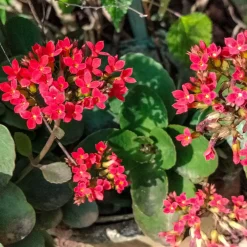Kalanchoe rouge - Fleurs rouges longue durée