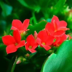 Kalanchoe rouge - Fleurs rouges longue durée