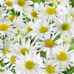 Kaliméris Alba - Fleurit tout l'été sans effort