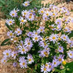 Kaliméris Blue Star - Fleurs bleues tout l'été