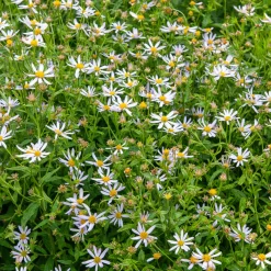 Kaliméris japonais Charlotte - Fleurit tout l'été sans effort