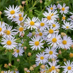 Kaliméris japonais Charlotte - Fleurit tout l'été sans effort