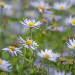 Kaliméris japonais Charlotte - Fleurit tout l'été sans effort