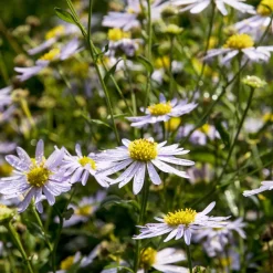Kaliméris japonais Charlotte - Fleurit tout l'été sans effort