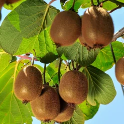 Kiwi autofertile 'Solissimo' - Un seul pied, plein de kiwis