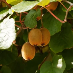 Kiwi autofertile 'Solissimo' - Un seul pied, plein de kiwis