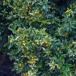 Kumquat - L'agrume qui se croque entier