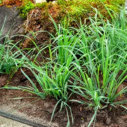Laîche Bunny blue - Carex - Le bleu qui reste tout l'an