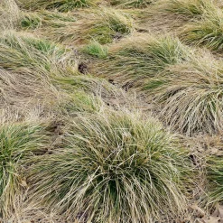 Laîche échevelée 'Frosted Curls' - La touche givrée du jardin
