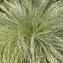 Laîche échevelée 'Frosted Curls' - La touche givrée du jardin