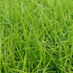 Laîche d'Amérique - Carex - Le vert qui adore l'eau