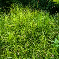Laîche d'Amérique - Carex - Le vert qui adore l'eau