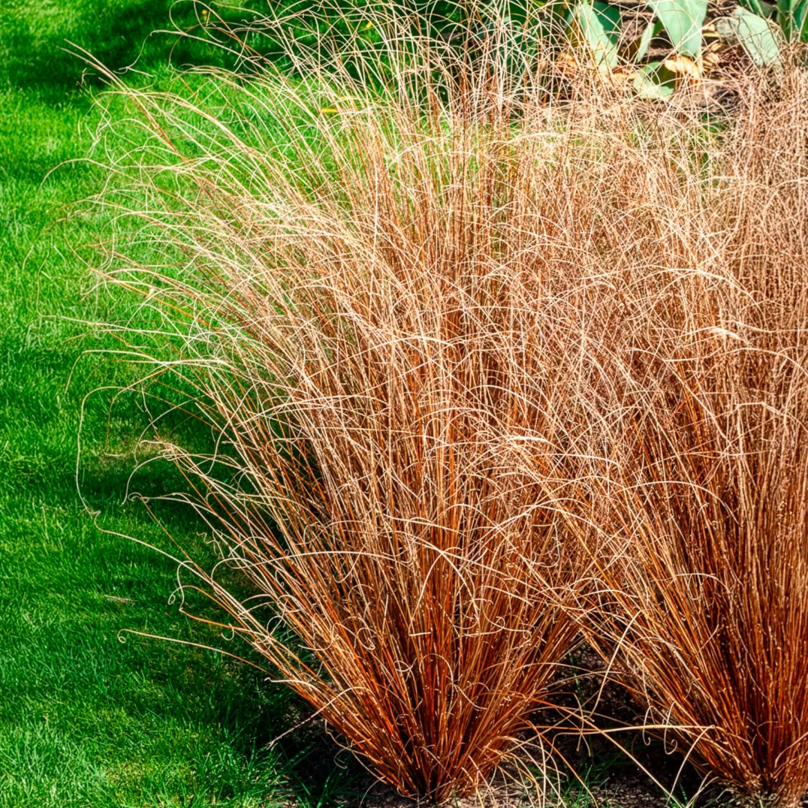 Laîche de Buchanan - Carex - Le cuivre qui réveille le jardin