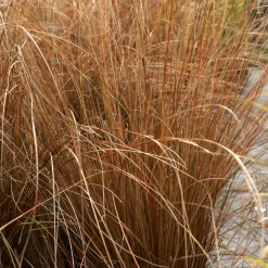 Laîche de Buchanan - Carex - Le cuivre qui réveille le jardin