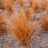 Laîche de Nouvelle-Zélande - Carex Bronze Form - Le feuillage cuivré déco